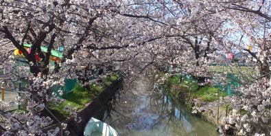 三ツ島水路の桜