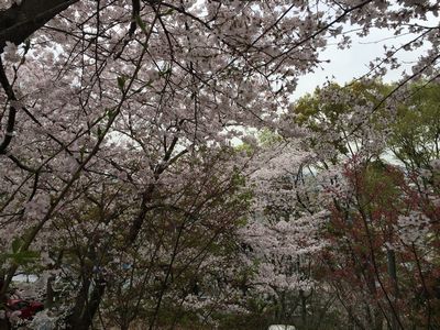 四條畷神社の桜