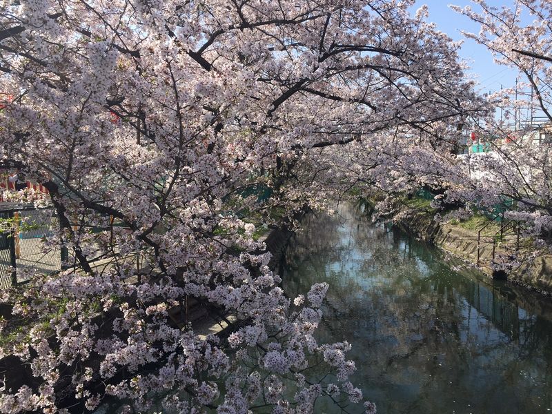 砂小水路の桜